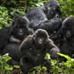Parque Nacional de Virunga en República Democrática del Congo