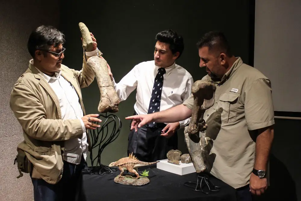 El nuevo dinosaurio se exhibirá en el Museo del Desierto