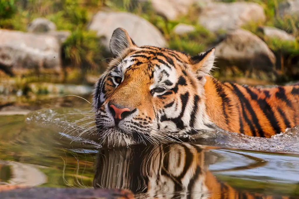 Tigre nadando