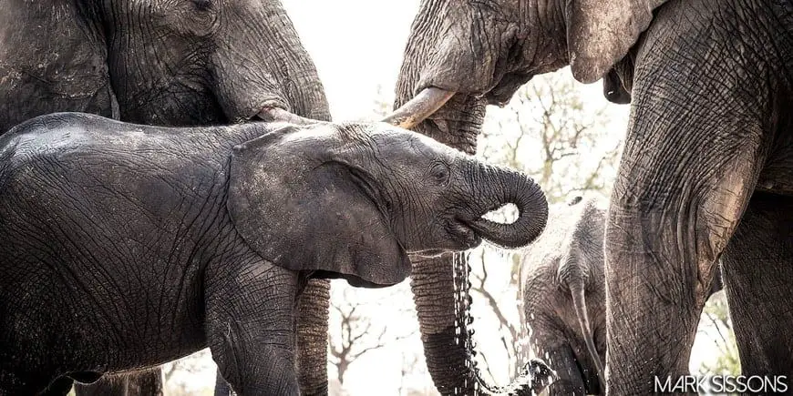 Elefantes bañándose en Zimbabue