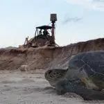 Semarnat y Grupo Posadas atentan contra santuario de tortugas marinas en Quintana Roo