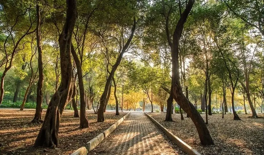 Imagen del bosque de Chapultepec