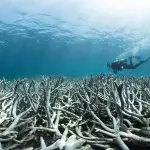 La Gran Barrera de Coral muere en Australia