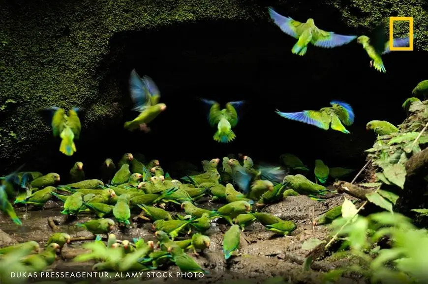 aves en el Parque Nacional Yasuni en la Amazonia ecuatoriana