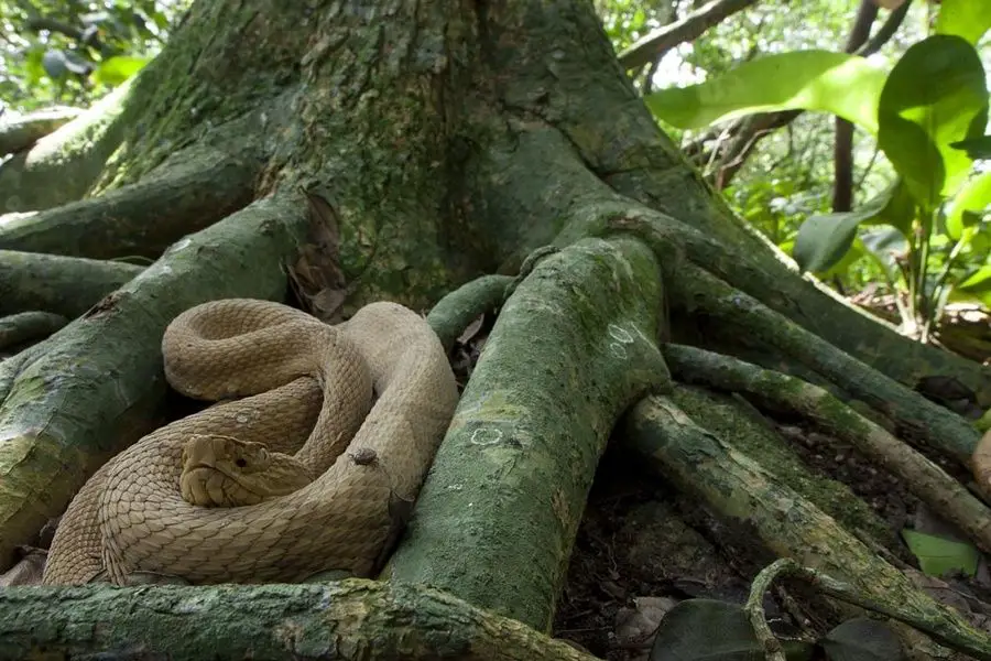 Serpiente de fosa de la isla Queimada Grade de Brasil