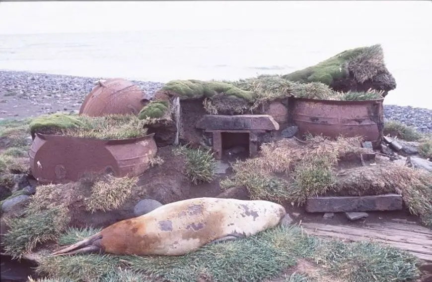 Restos de campamento de cazadores de focas en la Isla Heard