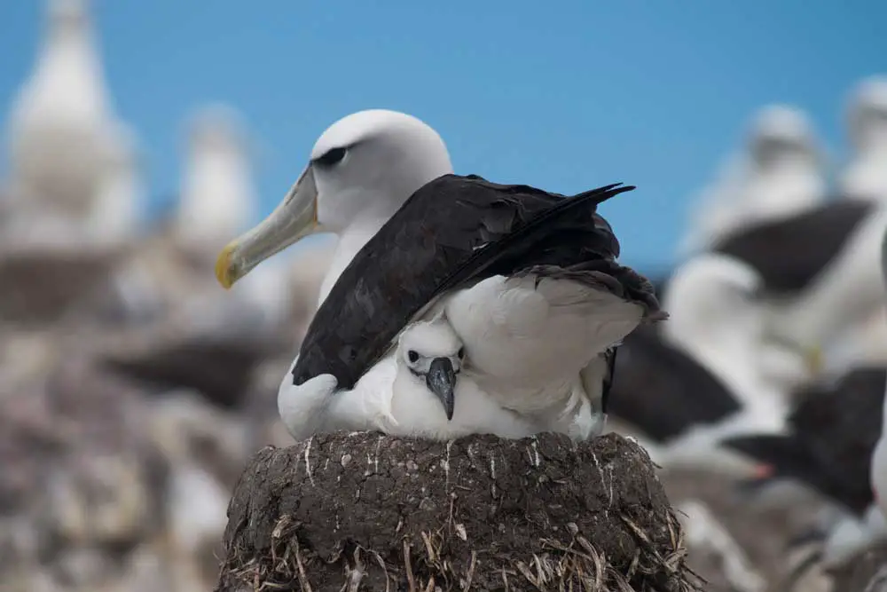 Albatros con su cría