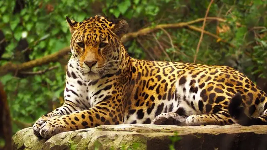 Jaguar en la selva maya