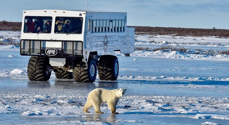 Un oso polar frente a un vehículo para turistas en Canadá